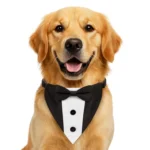 DOG BANDANA WITH COLLAR