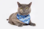 CAT BANDANA