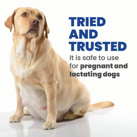 PUPPY / JUNIOR LARGE BREED - Image 4
