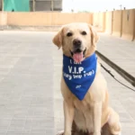DOG BANDANA