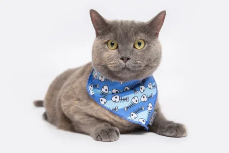 Cat-Cooling-Bandana-Off-The-Hook-Fish-Skeletons-3