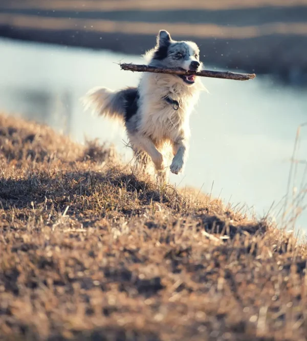 Dog tail hero image 2