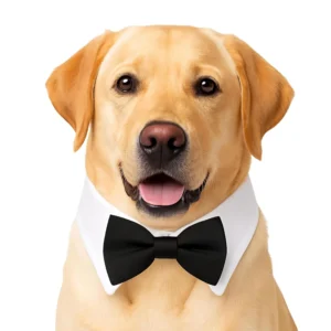 luxury-dog-bow-tie-collar-3700415