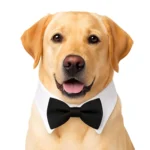 LUXURY BOW TIE COLLAR