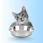 ANTI SKID CAT BOWL