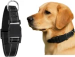 Titan Dog Collar – Durable, Comfortable, Secure